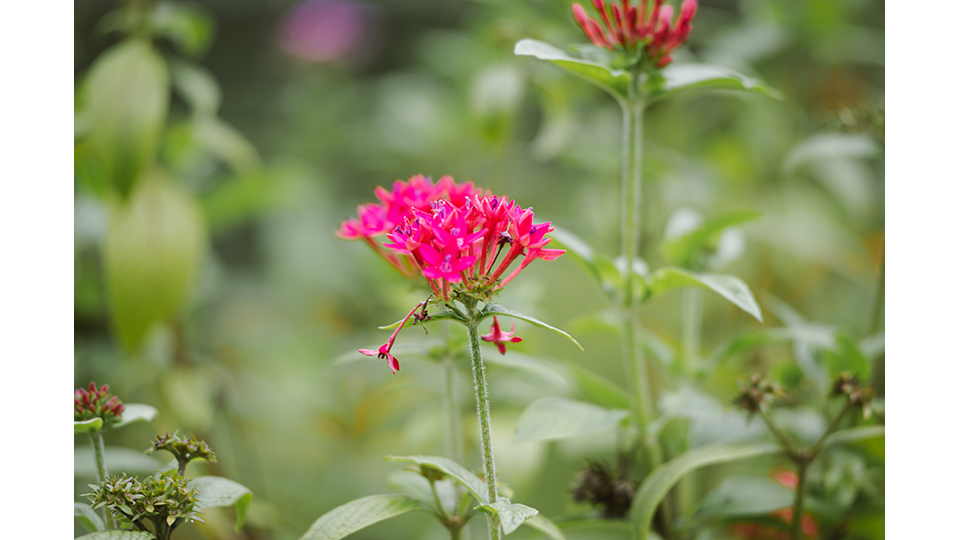 桂山發電廠種植了豐富的花草，提供各類蝴蝶所喜愛的花蜜來源。
